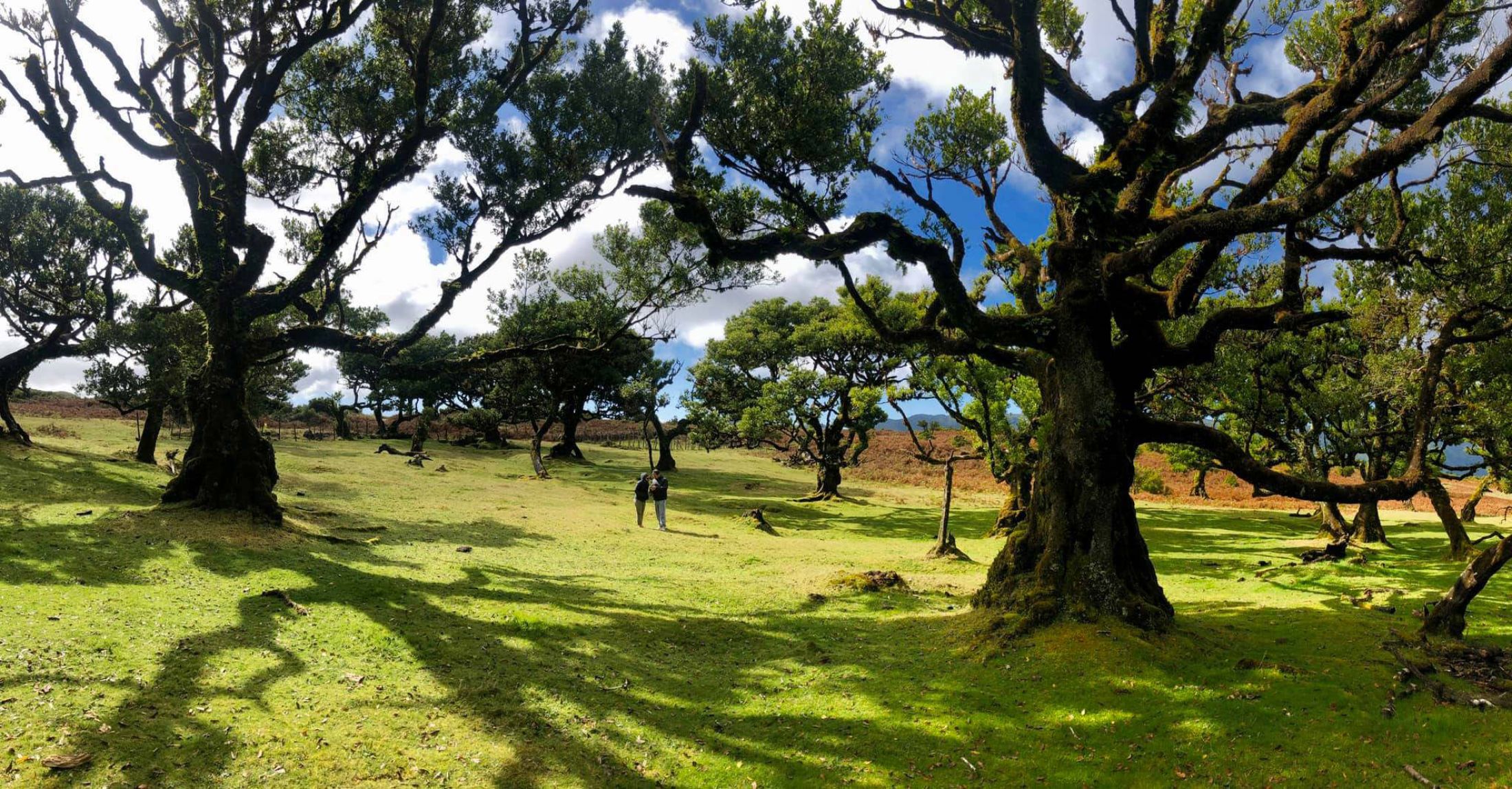 forêt de Fanal